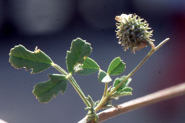 Tattered medick