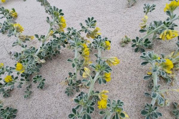 Sea medick