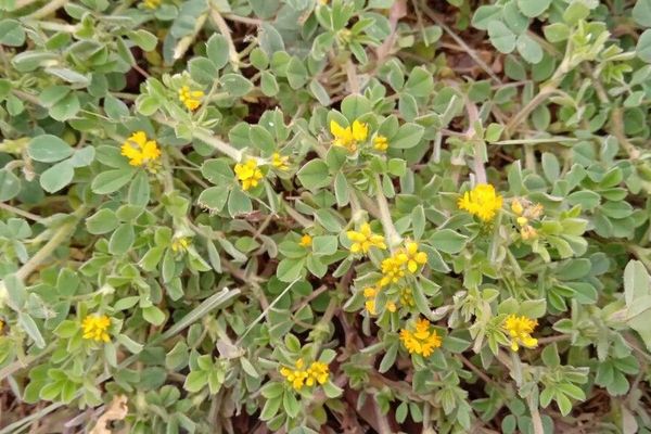 Little bur-clover
