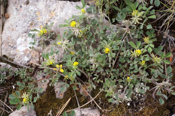 Hairy medick