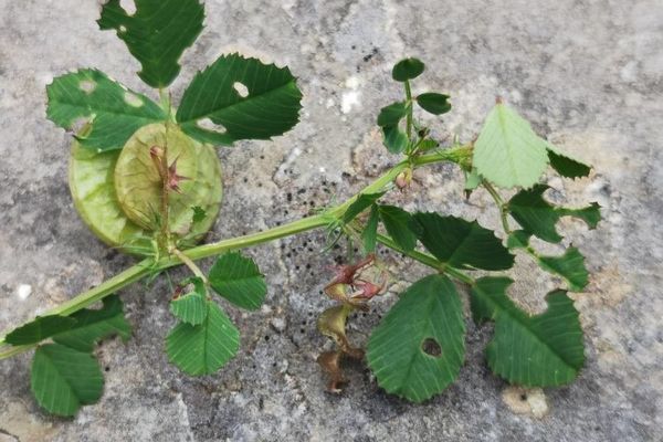 Burless clover