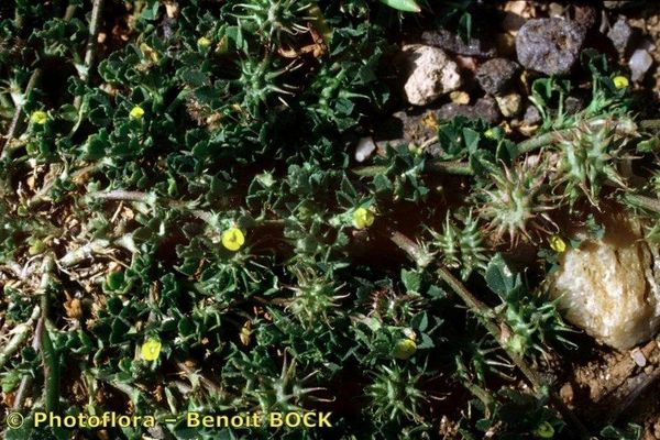 Early medick