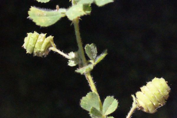 Tifton bur-clover