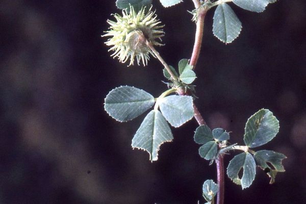 Southern medick