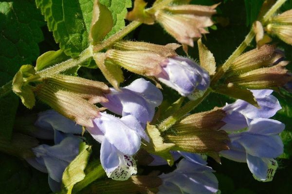 Meehania urticifolia