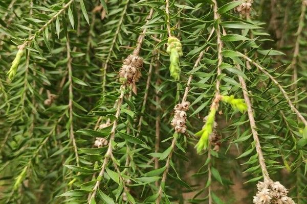 Melaleuca decora