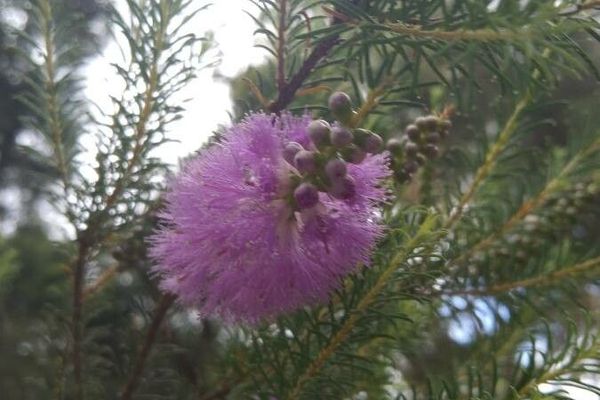 Cross-leaf honey myrtle