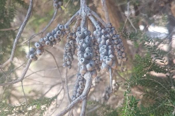 Rottnest island teatree