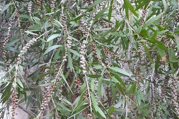 Cajaput-tree