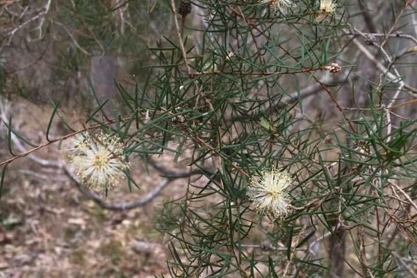 Prickly-leaf paperbark