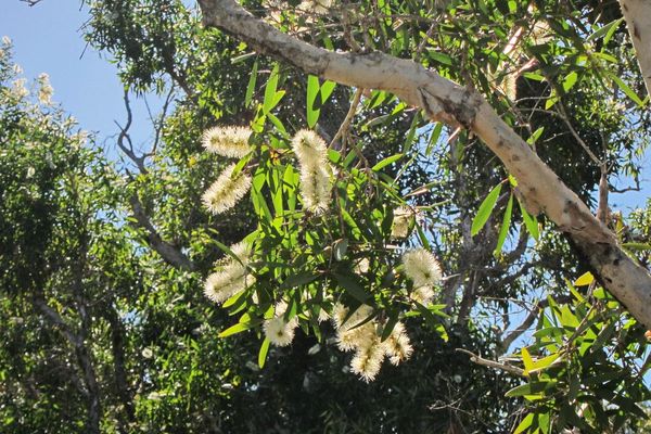 Punktree