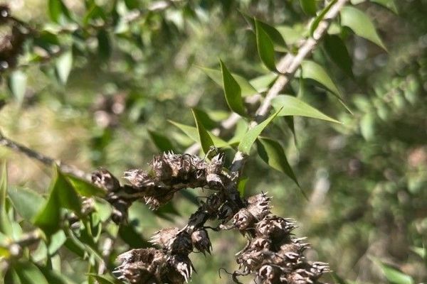 Prickly paperbark