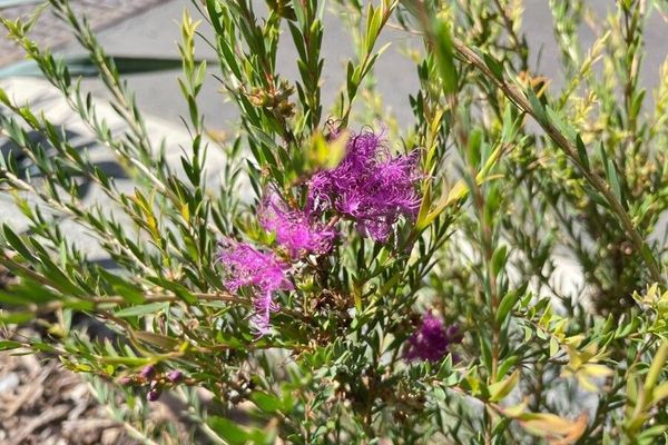 Thymeleaf melaleuca