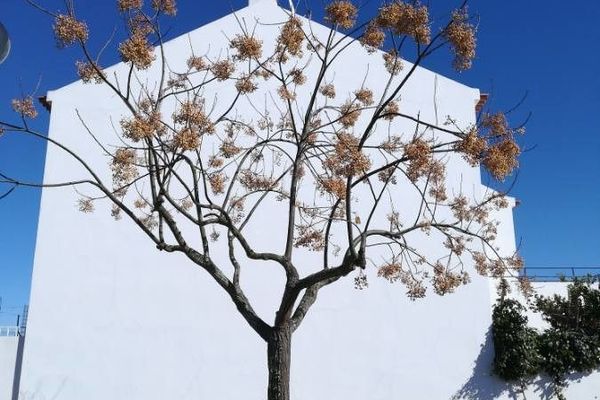 Persian-lilac