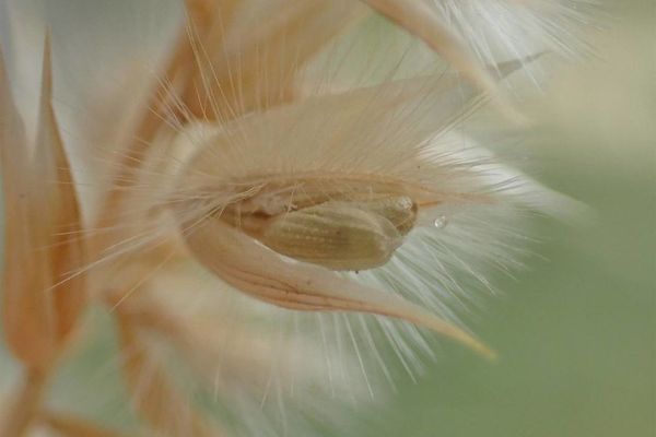 Ciliate melic