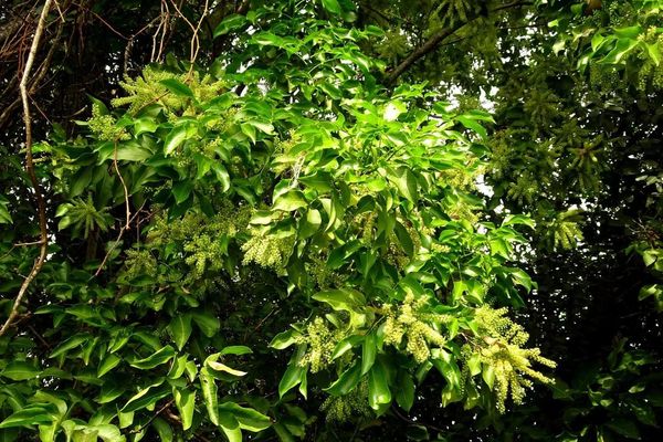 Genip