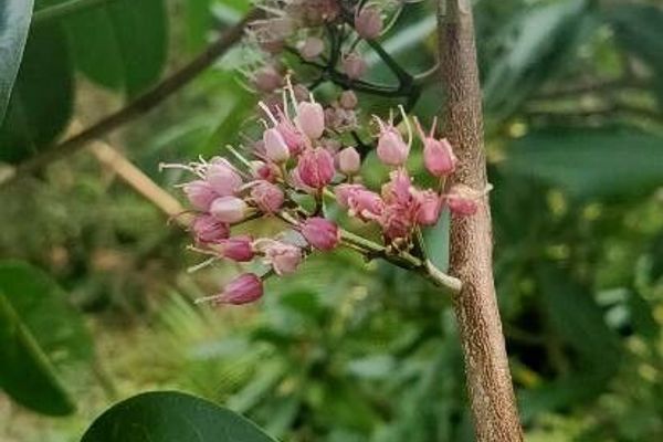 Pink euodia