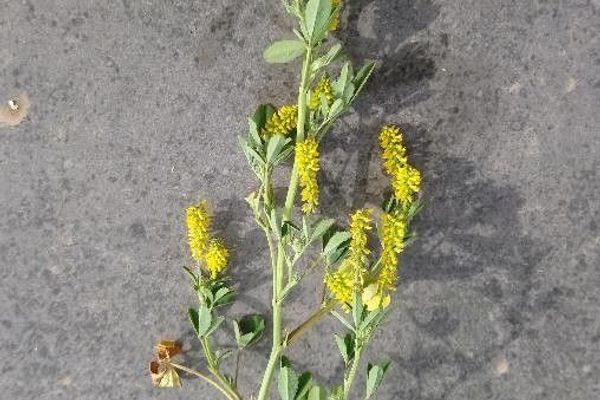 California lucerne