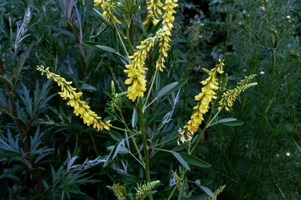 Yellow sweetclover