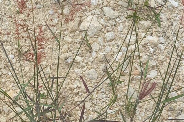 Red natal grass
