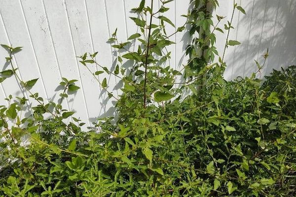Chocolateweed