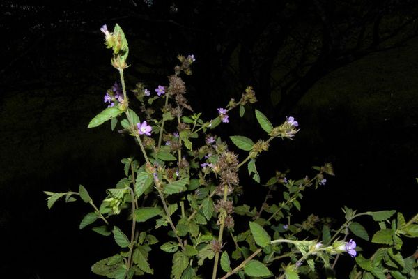 Bretonica peluda