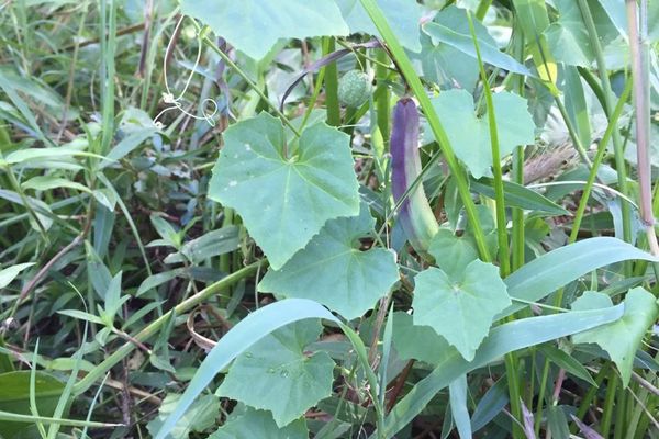Creeping-cucumber