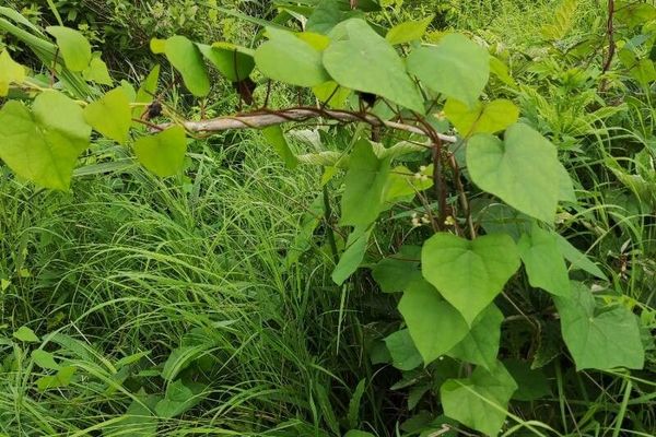 Menispermum dauricum