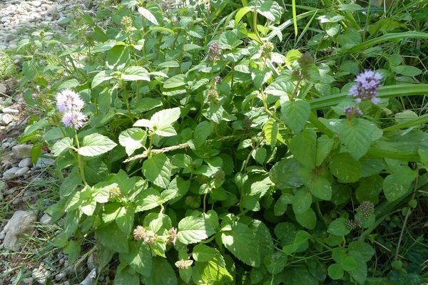 Water mint