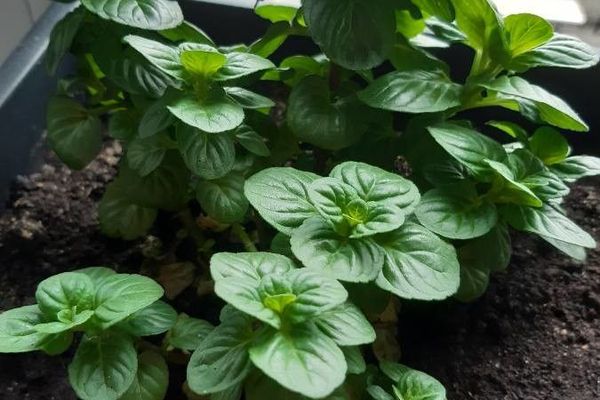 European corn mint
