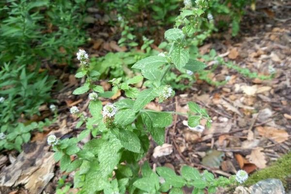 American corn mint