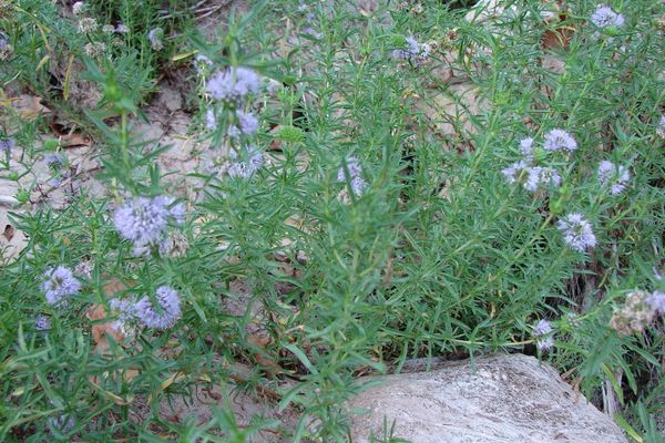 Hart's pennyroyal