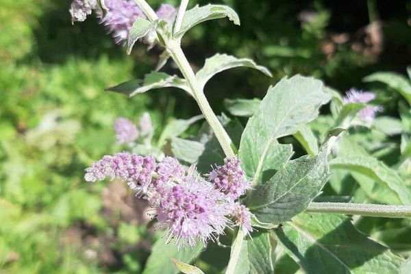 Horse mint