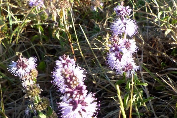 Pennyroyal