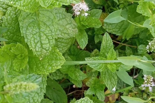 Bigleaf mint