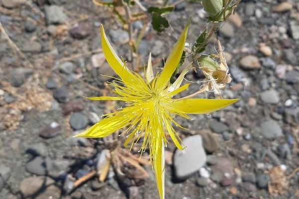 Smooth-stem blazingstar