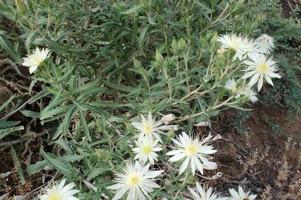 Adonis blazingstar