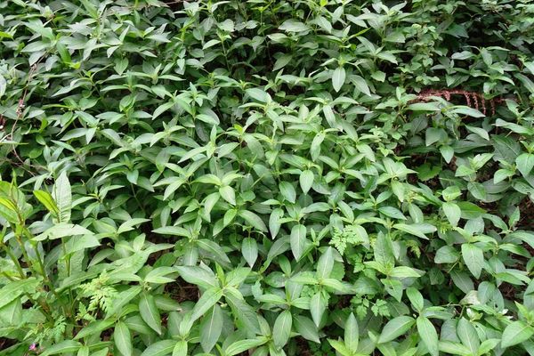 Dog mercury
