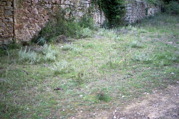 Mercurialis tomentosa