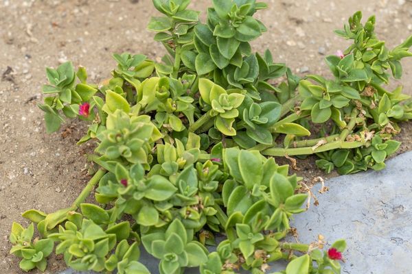 Heartleaf iceplant