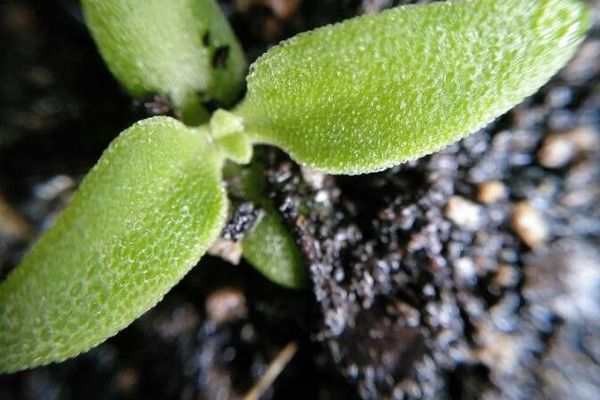 Common iceplant