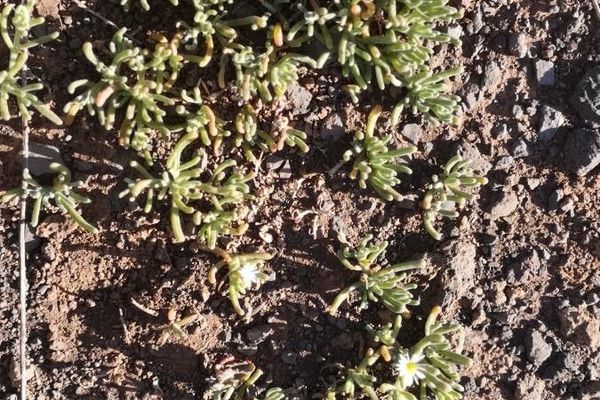 Slender iceplant