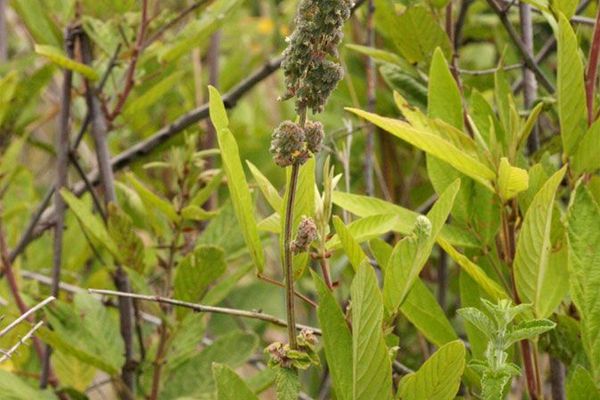 Comb bushmint