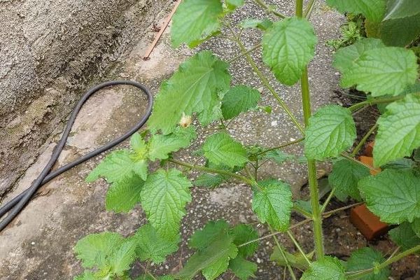 Pignut