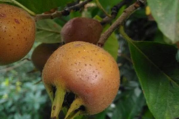 Medlar