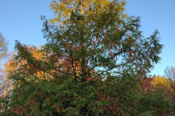 Dawn redwood
