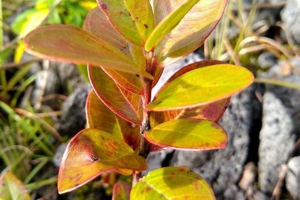 'ohi'a lehua