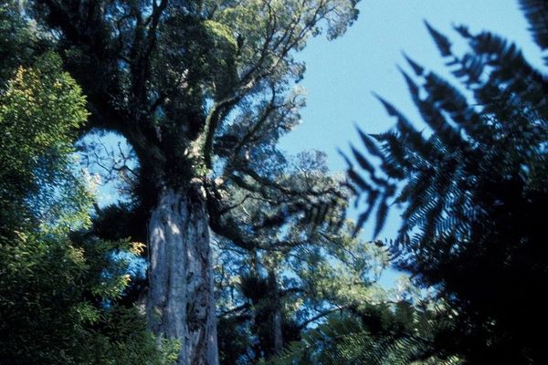 Northern rata