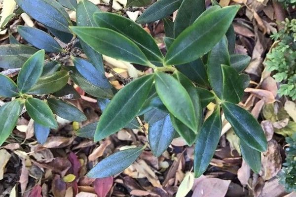 Southern rata