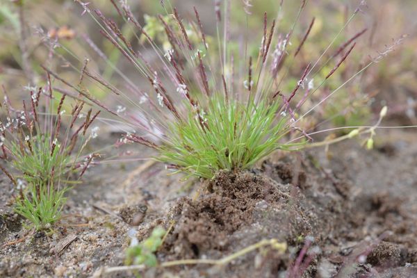 Early sand grass